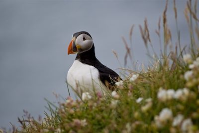 © Arnaud Bernard - Macareux - Islande Macareux - Islande