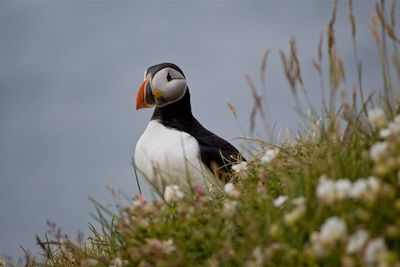 Macareux - Islande