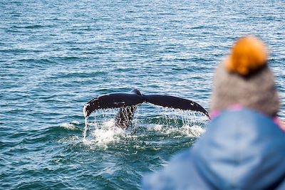 Observation des baleines à bosse - Islande