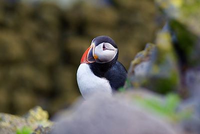 Découverte Islande