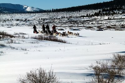 Chiens de traineau - Mongolie