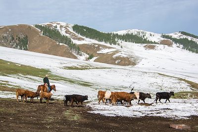 Cavalier et troupeau - Environs de Kharkhorin - Khangai - Mongolie