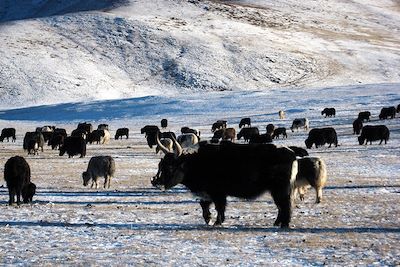 Hiver - Mongolie