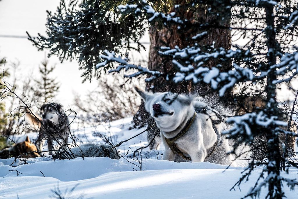 Voyage Traîneau à chiens en terre mongole 3