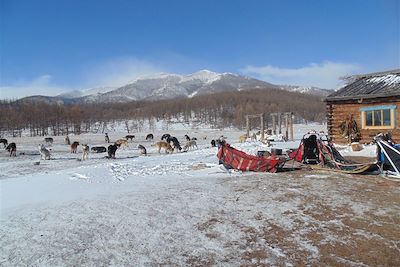 Repos des chiens près du lac Khuvsgul gelé - Mongolie