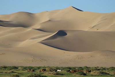 Khongorin Els ou « dunes qui chantent » - Désert de Gobi - Mongolie