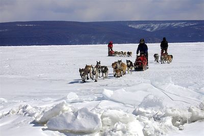 Voyage Traîneau à chiens en terre mongole 2