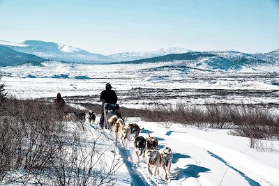 Chiens de traineau - Mongolie