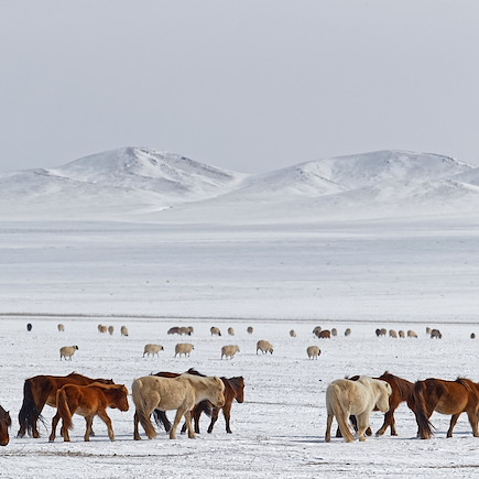 Découverte Mongolie
