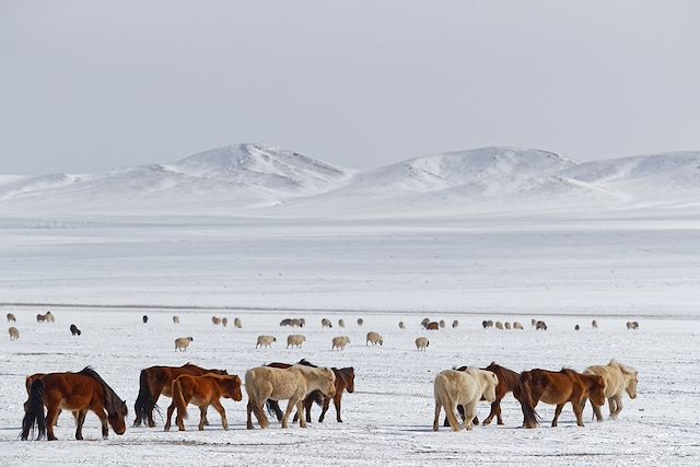 Voyage Immersion nomade, entre dunes et steppes enneigées