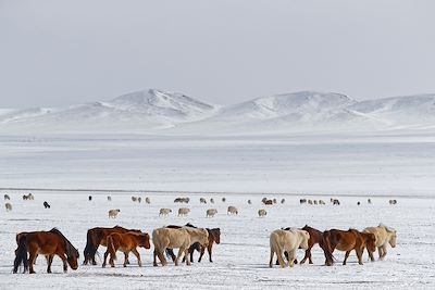Troupeau de chevaux sauvages dans la neige de la steppe mongole - Mongolie