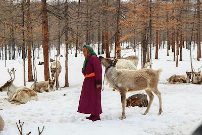 Les Tsaatan, un peuple d'éleveurs de rennes - Mongolie