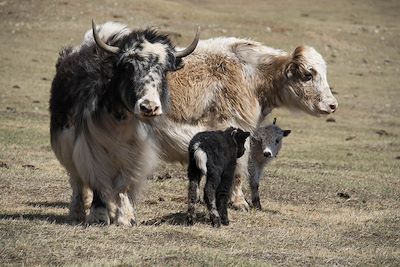 Yaks - Parc de Terelj - Mongolie