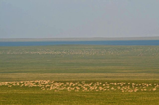 Voyage Sur les traces des gazelles de Mongolie 2