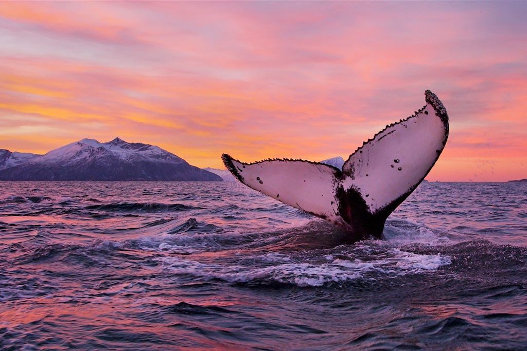 Voyage Baleines et orques des Alpes de Lyngen 2