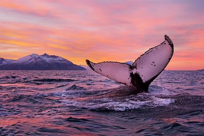 Voyage Baleines et orques des Alpes de Lyngen 2