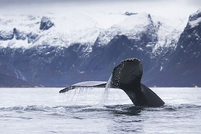 Baleines et orques des Alpes de Lyngen