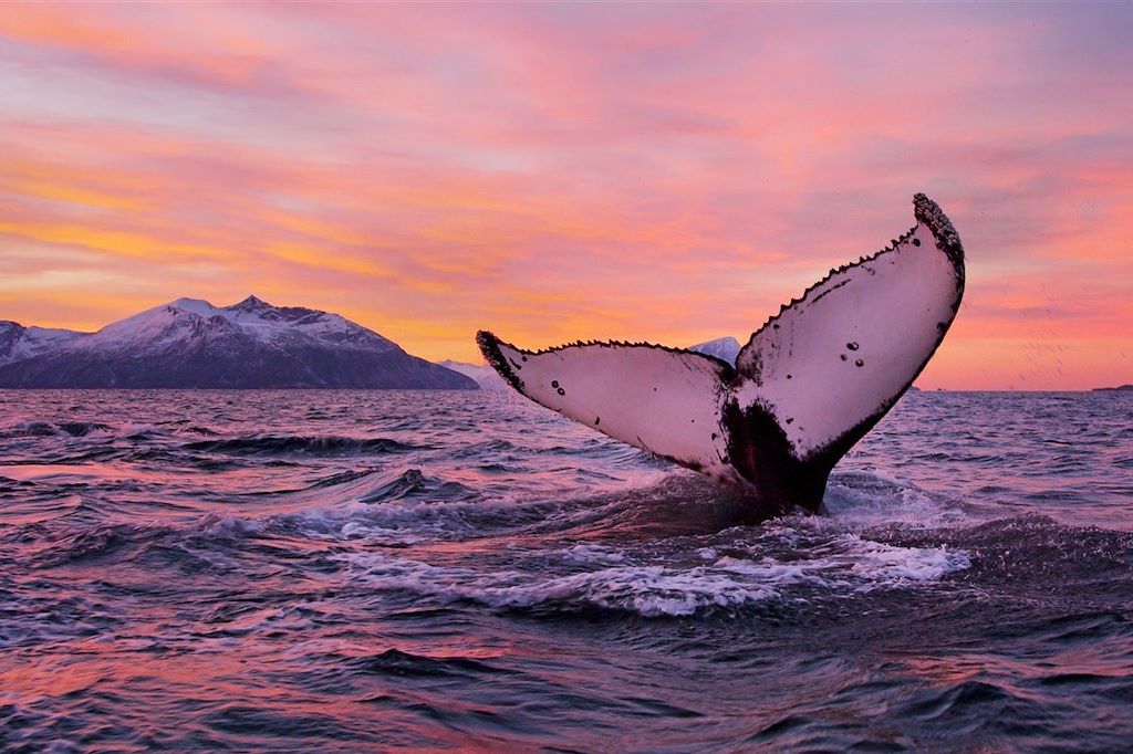 Baleines et aurores boréales au nord de Tromsø