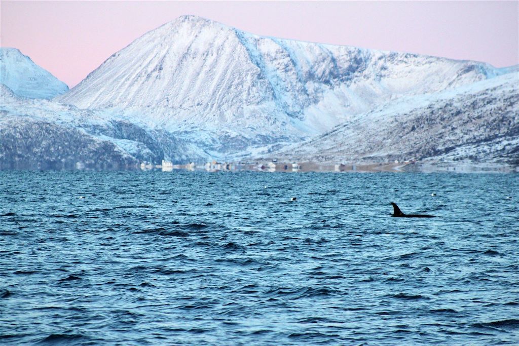 Voyage Baleines et aurores boréales au nord de Tromsø 2