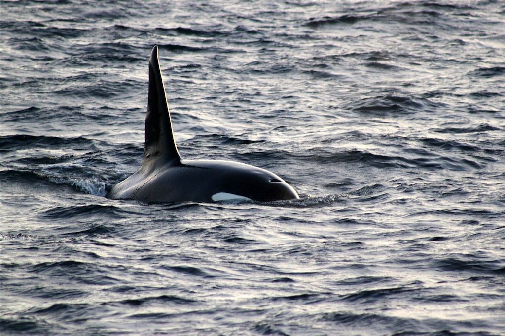 Voyage Baleines et aurores boréales au nord de Tromsø 1