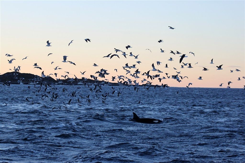 Voyage Baleines et aurores boréales au nord de Tromsø 3