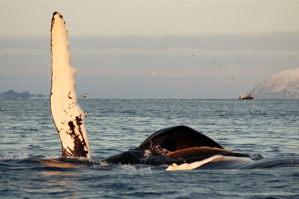 Voyage Baleines, orques et aurores dans les fjords 1