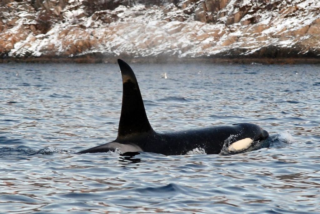 Voyage Baleines, orques et aurores dans les fjords 2