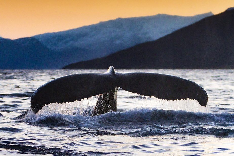 Baleine à bosse - Tromso - Norvège