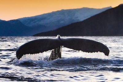 © Sunvincible / iStock - Baleine à bosse - Tromso - Norvège Baleine à bosse - Tromso - Norvège
