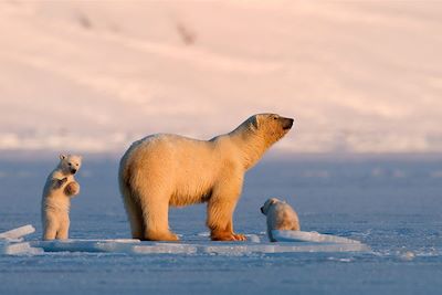 Ours polaires - Spitzberg - Norvège