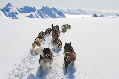 Traîneau à chiens - Spitzberg - Norvège