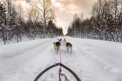 © Erwin Pietz / Arctic Panorama Lodge - Traineau à chiens dans les forets au nord des Alpes de Lyngen - Norvège Traineau à chiens dans les forets au nord des Alpes de Lyngen - Norvège