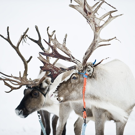 Aurores boréales Norvège Laponie finlandaise