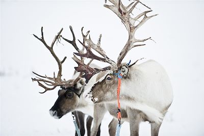 Voyage Aventures hivernales au cœur de la Laponie 3