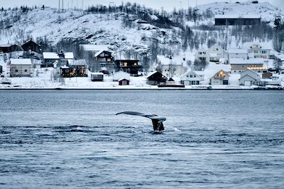 © zorazhuang / Getty Images - Baleine - Tromso - Norvège Baleine - Tromso - Norvège