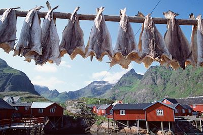 Lofoten - Norvège