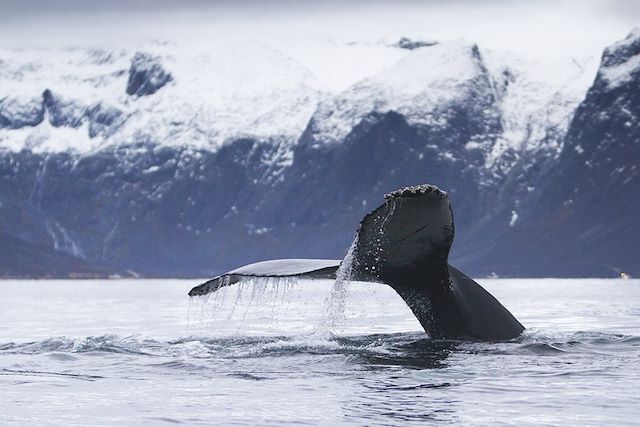 Voyage Baleines et orques des Alpes de Lyngen