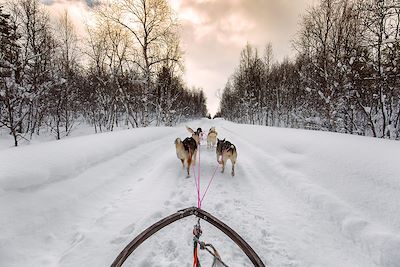 Traineau à chiens dans les forets au nord des Alpes de Lyngen - Norvège