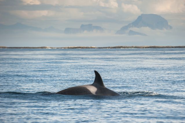 Voyage Observation des baleines et aurores boréales