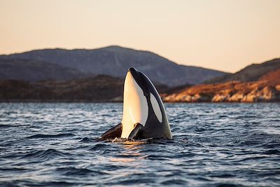 © Marius Fiskum / Adobe Stock - Orque - Tromso - Norvège Orque - Tromso - Norvège