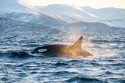 © Tino Neitz / Adobe Stock - Orque - Tromso - Norvège Orque - Tromso - Norvège