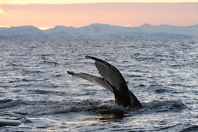 Baleine - Îles Vesterålen - Norvège