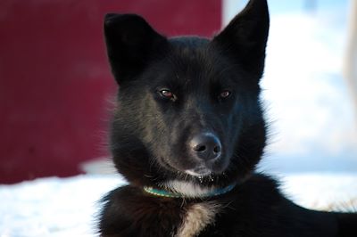 © Stéphanie Prade - Alaskan Husky - Norvège Alaskan Husky - Norvège