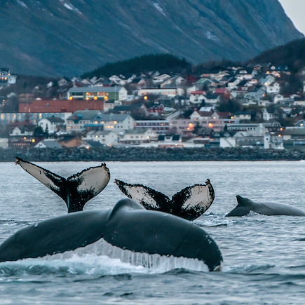Aurores boréales Norvège