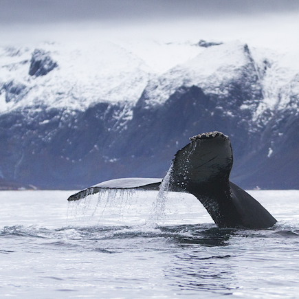 Observation animalière Norvège Laponie norvégienne