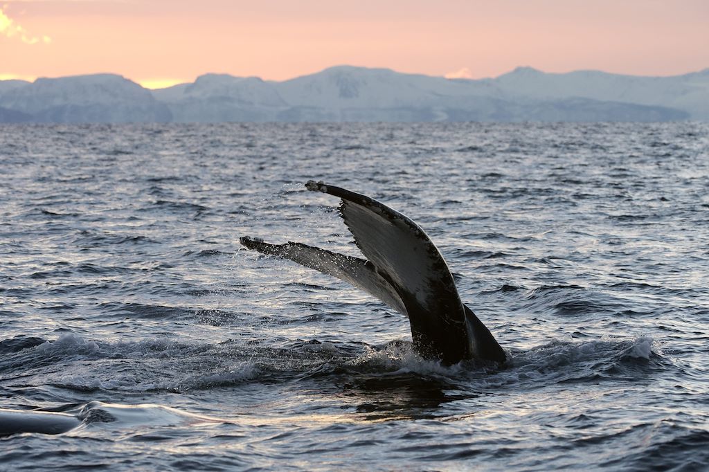 Image Croisière expédition - Norvège - Voyage photographique - Alpes de Lyngen - Lofoten