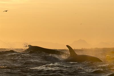 Orques - Îles Vesterålen - Norvège