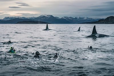Snorkeling - Observation des cétacés - Norvège