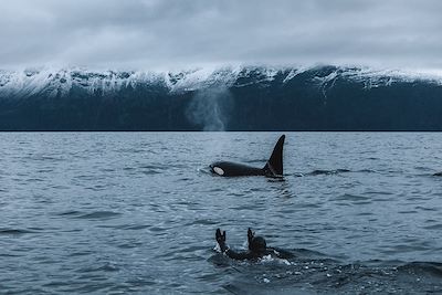 Snorkeling en hiver, avec des orques - Norvège