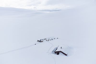 Expédition en traîneau à chiens - Norvège
